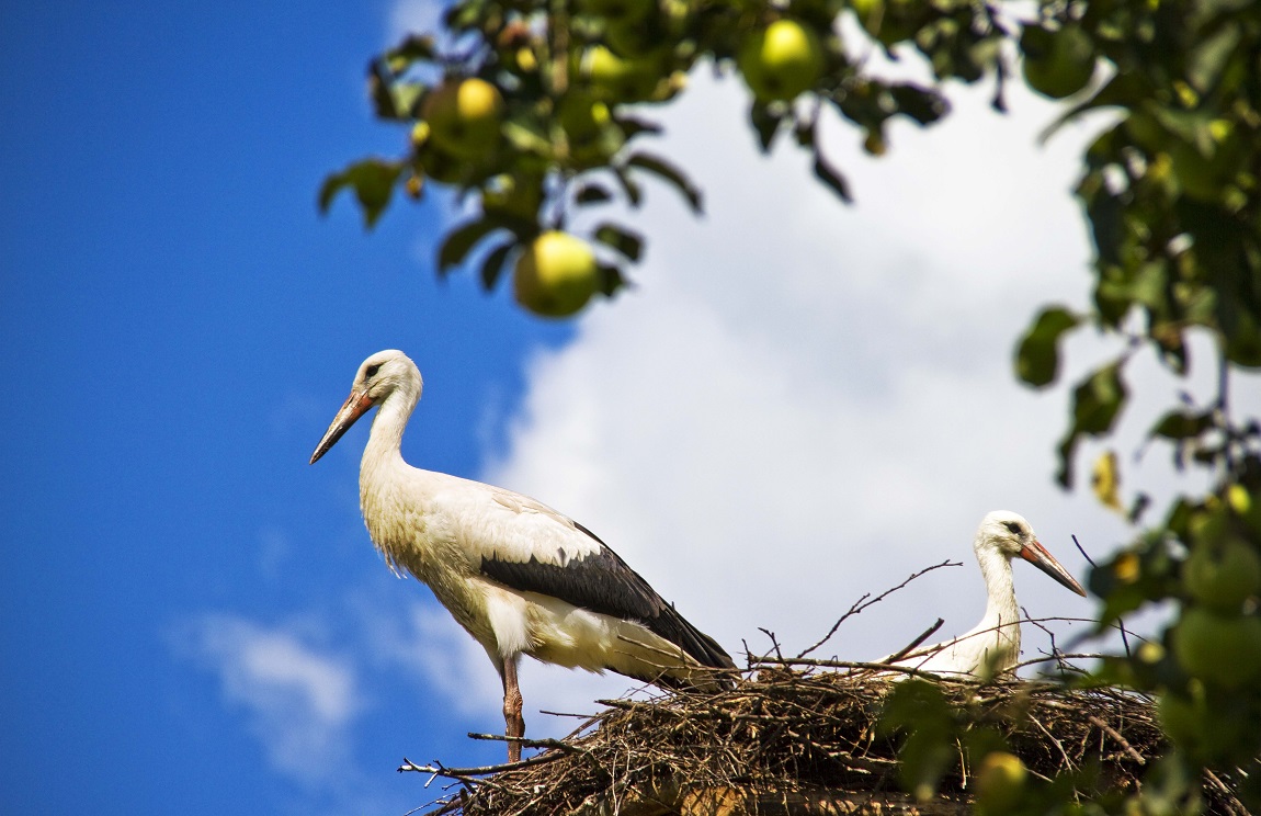 2 cigognes dans leur nid