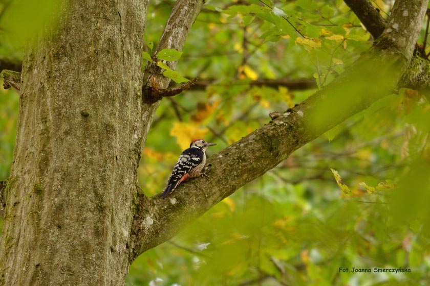 Pivert sur un arbre