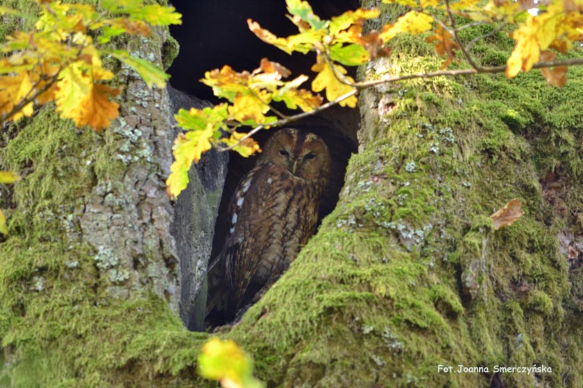 photo d'un hibou