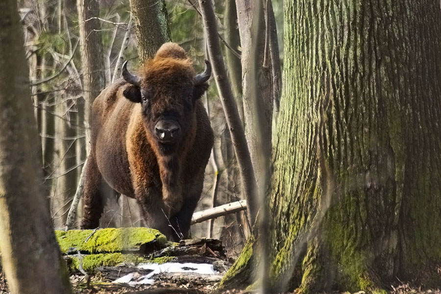 bison d'europe