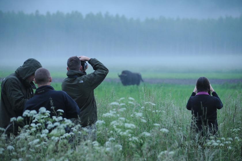 observation de bison d'europe