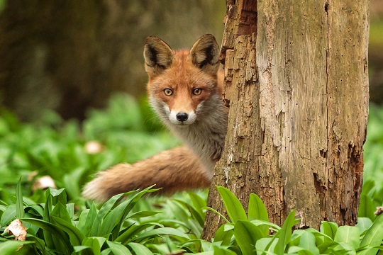 Bialowieza, renard