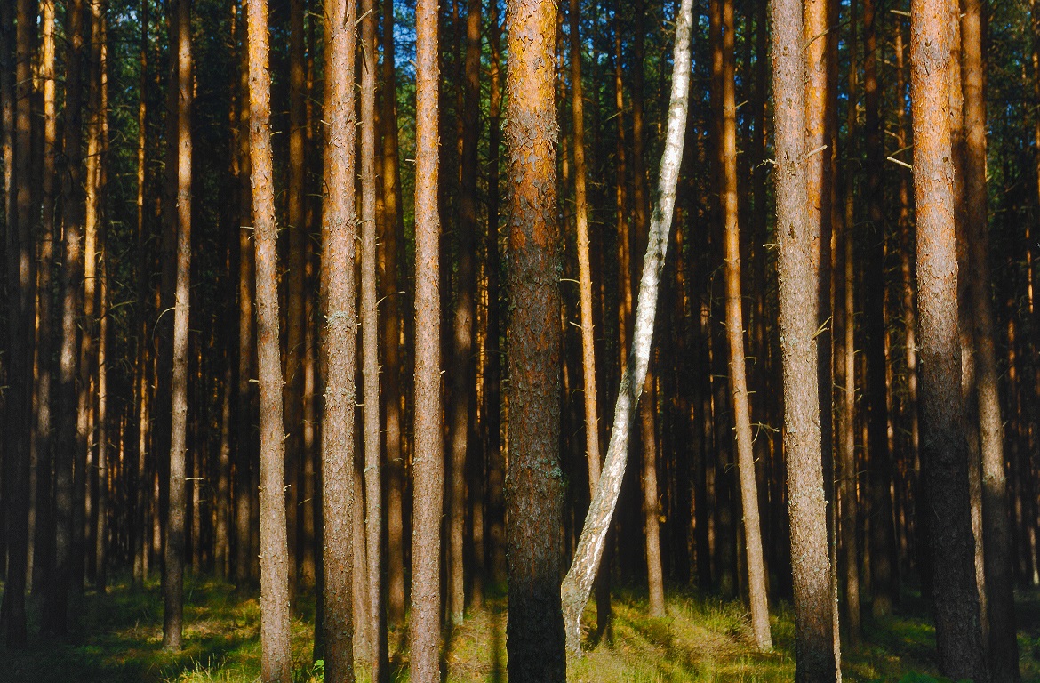 Forêt de Tuchola