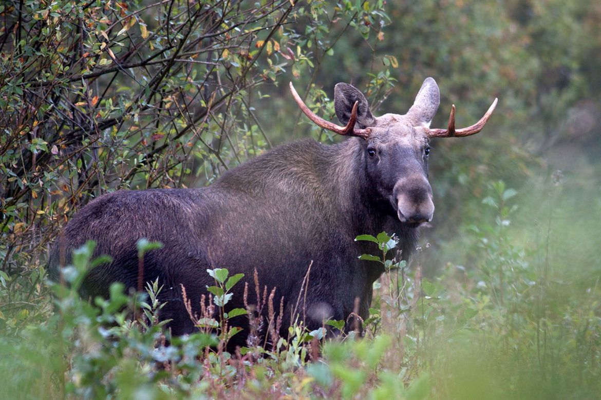 PARC NATIONAL DE LA BIEBRZA