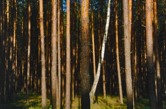 Parc national de la forêt de Tuchola