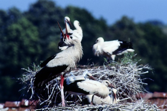 La cigogne tout un symbole ! 