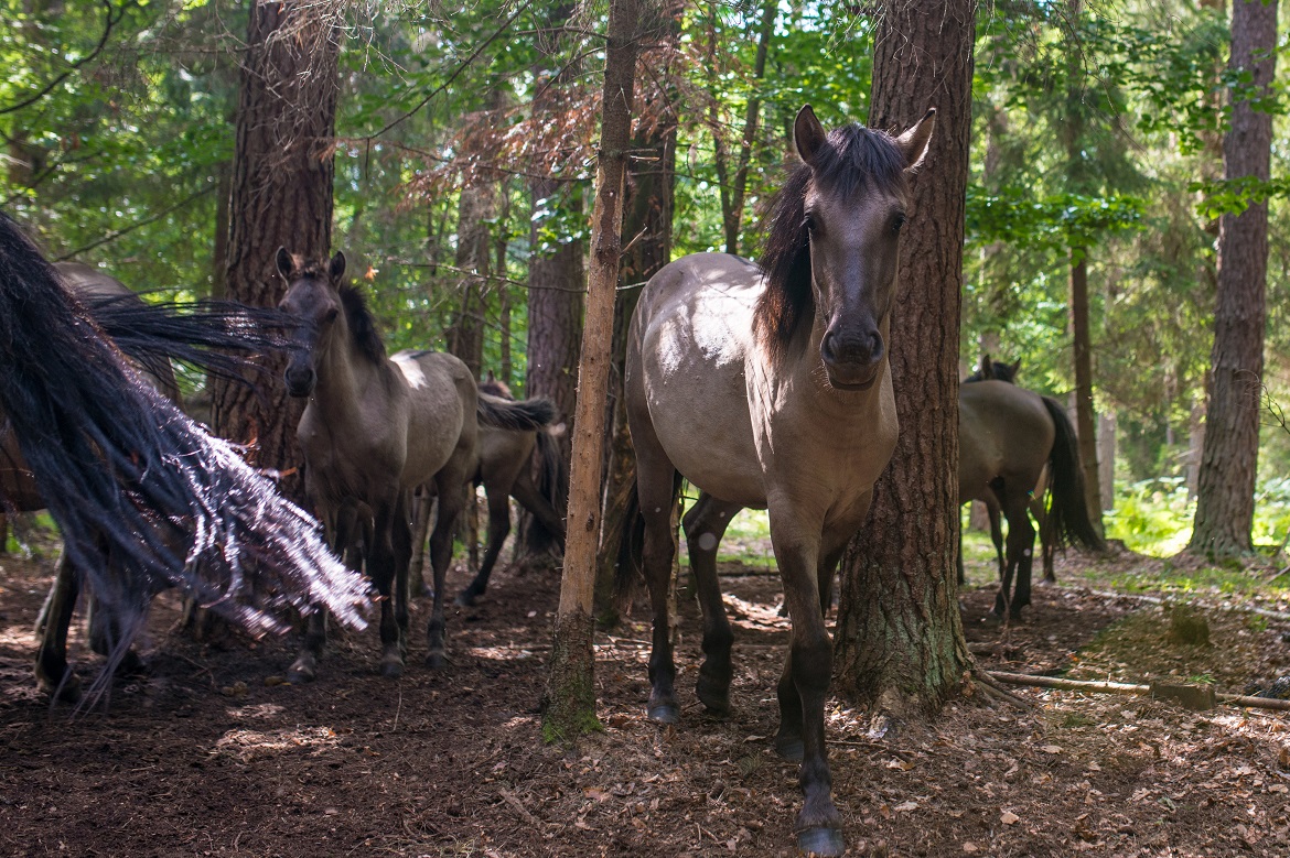 Konik polonais