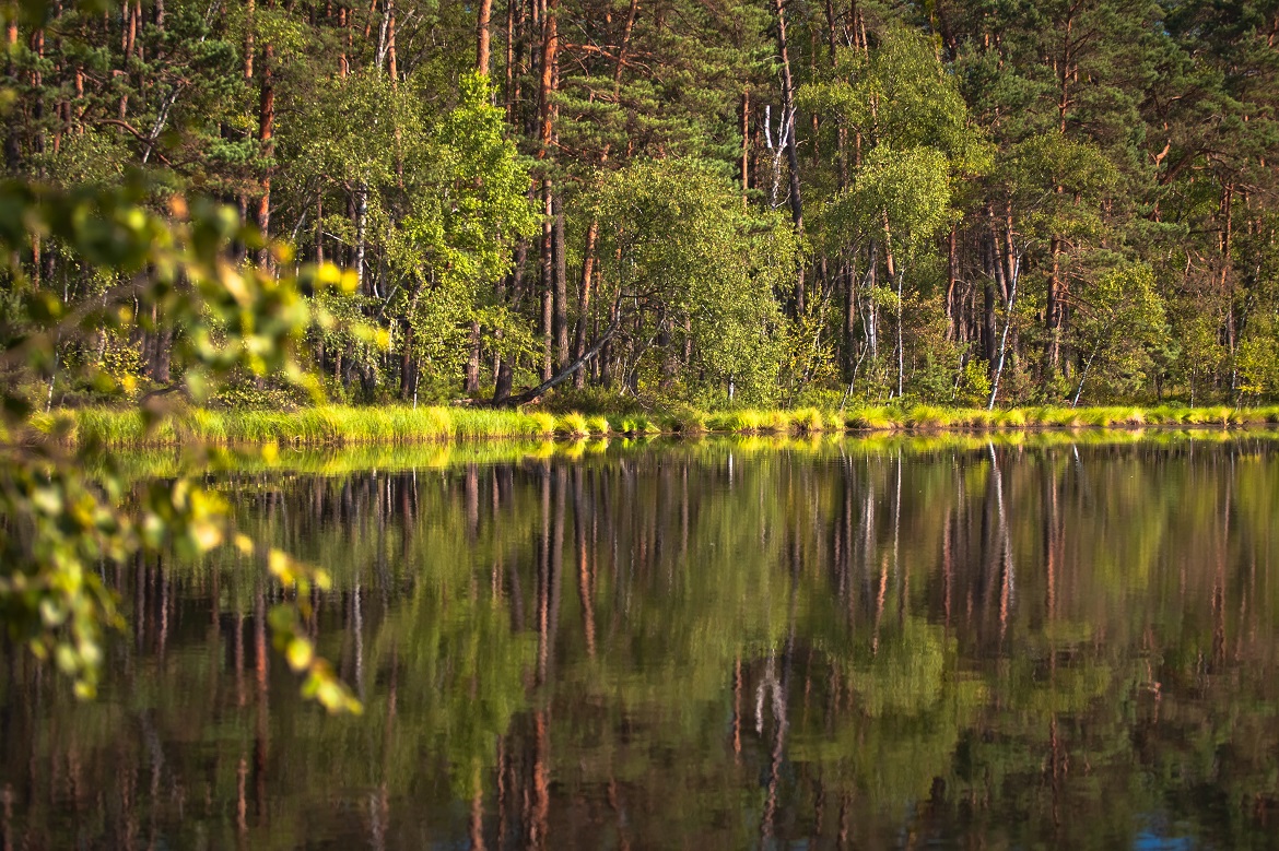 71.  VR - Puszcza Niepołomicka 024 © Konrad Rogoziński_na strone.jpg