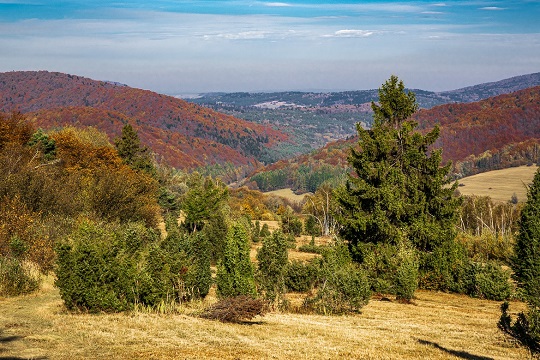 LES ANCIENNES FORÊTS DE HÊTRES PRIMAIRES DES CARPATES ET D'AUTRES REGIONS D'EUROPE