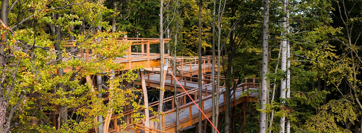  construits en bois dans la forêt