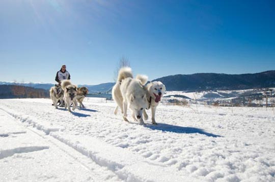 Le mushing : L'Alaska polonais