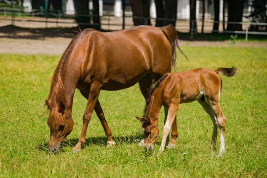 Janow Podlaski - Haras national de chevaux arabes