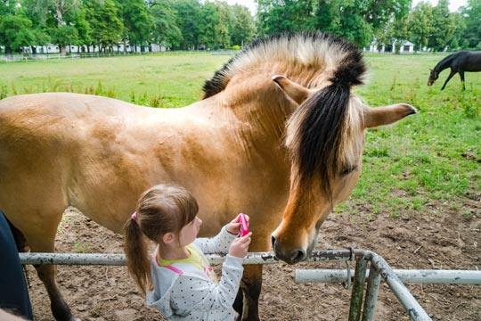 Janow Podlaski - Haras national de chevaux arabes