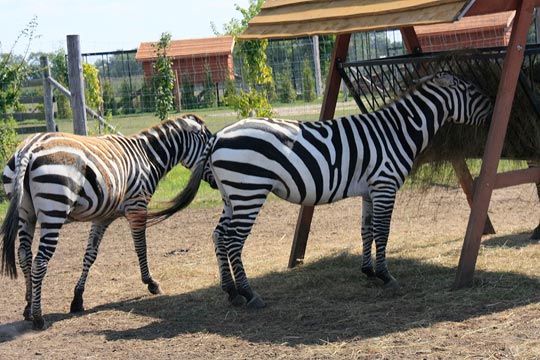 Swierkocin - Safari-zoo