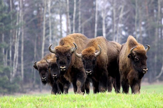 La forêt de Bialowieza - le royaume des derniers bisons d'Europe