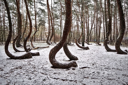 foret_zachodniopomorskie.jpg