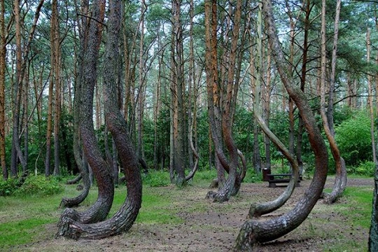 LA FORÊT TORDUE DE GRYFINO