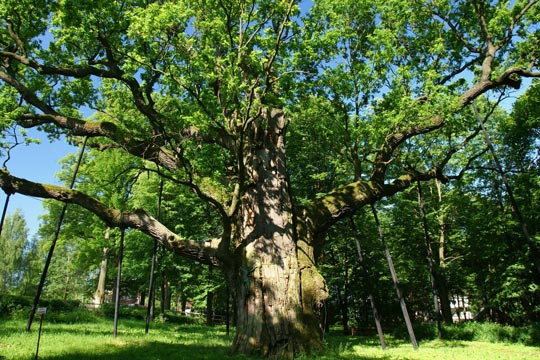 Les arbres – témoins de l'histoire