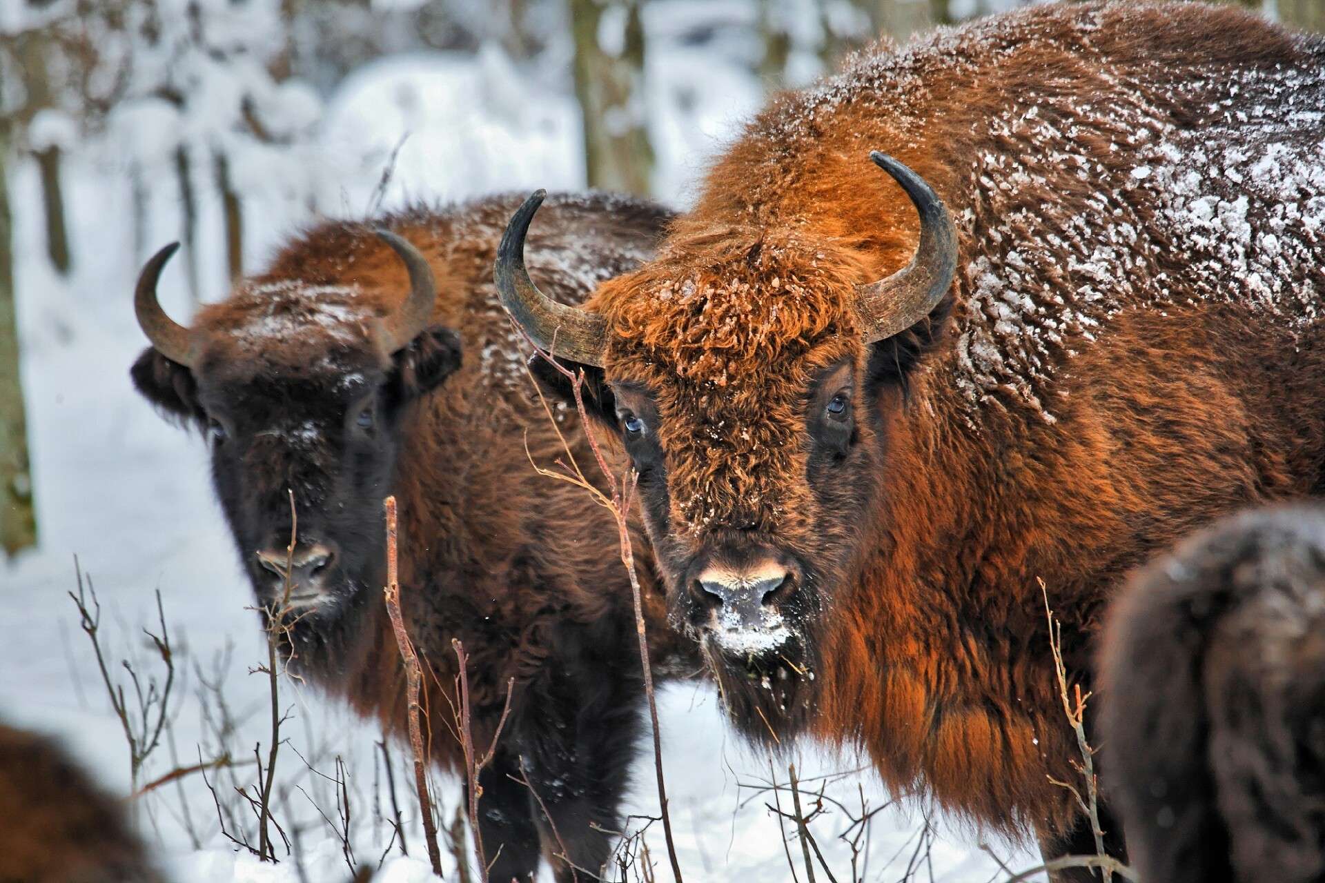 La forêt de Białowieża, un royaume de bisons 